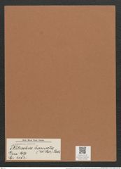 Nitzschia hamata (W. Sm.) Rabh. (de-Toni-Nr.: Genus 47, Species 2152) Zeichnungen Sammlung Grunow Mappe 02288 (Herbarium_W_Grunow_drawings_Folder_02288)